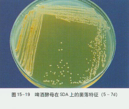 广东省酿酒酵母培养物的奥秘及其应用