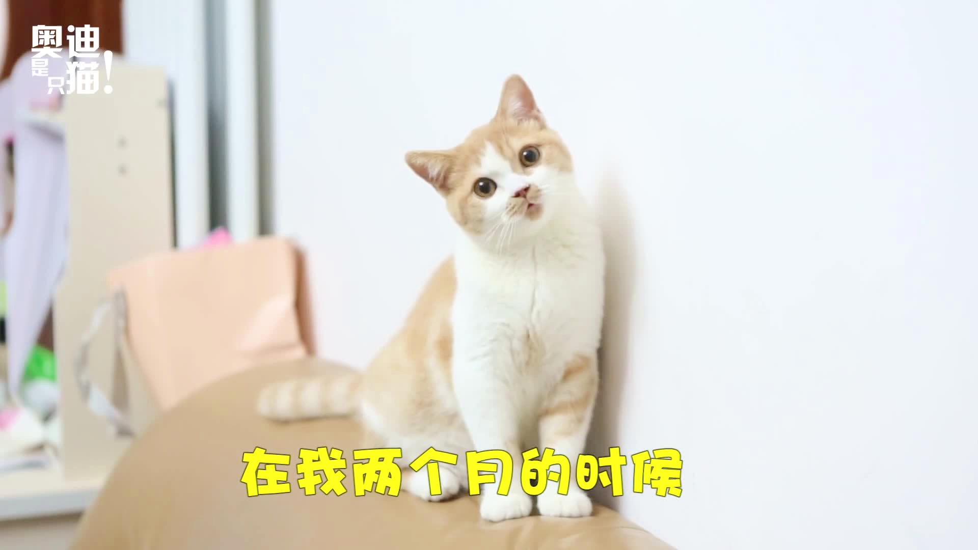 猫的成长历程，几个月内逐渐长大