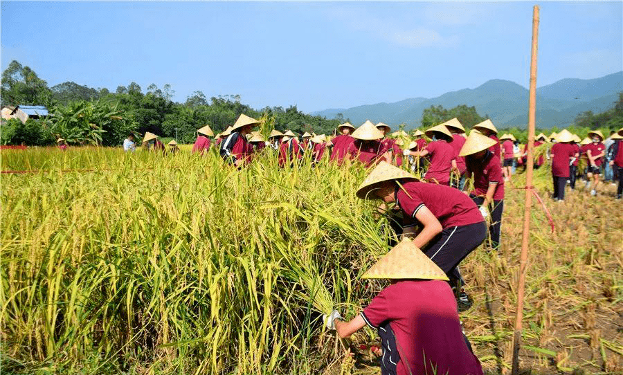 广东省栗源探寻之旅，栗子的种植与传承